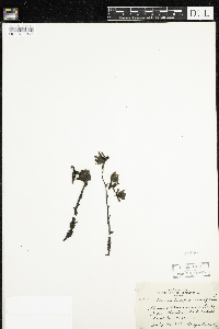 Monotropa uniflora image