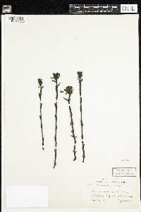 Monotropa uniflora image