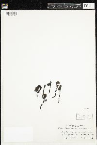 Monotropa uniflora image