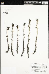 Monotropa uniflora image