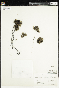 Monotropa uniflora image