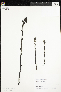 Monotropa uniflora image