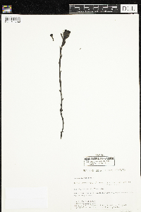 Monotropa uniflora image