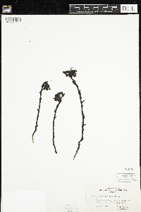 Monotropa uniflora image