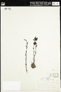 Monotropa uniflora image