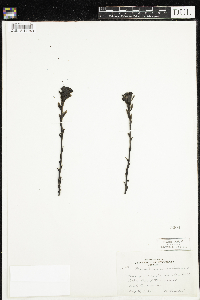 Monotropa uniflora image
