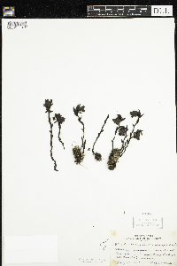 Monotropa uniflora image