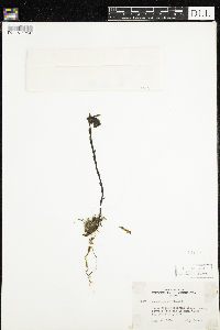 Monotropa uniflora image