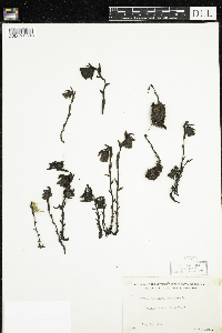 Monotropa uniflora image
