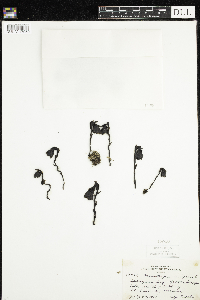 Monotropa uniflora image