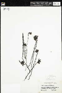 Monotropa uniflora image