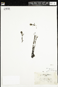 Monotropa uniflora image