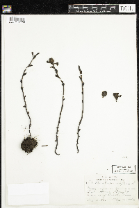 Monotropa uniflora image