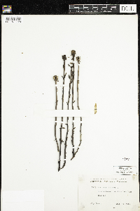 Monotropa uniflora image