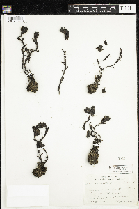 Monotropa uniflora image