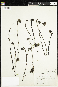 Monotropa uniflora image