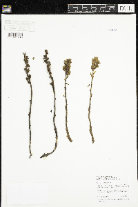 Monotropa hypopitys image