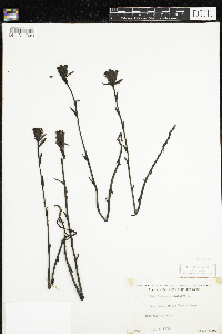 Monotropa uniflora image