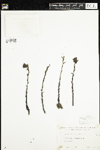 Monotropa uniflora image