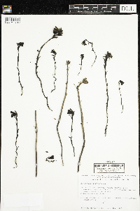 Monotropa uniflora image
