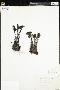 Monotropa uniflora image