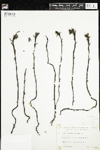 Monotropa uniflora image