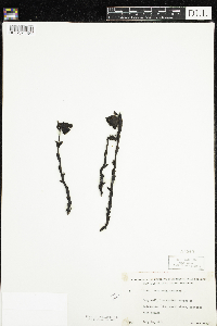 Monotropa uniflora image