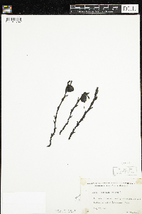 Monotropa uniflora image
