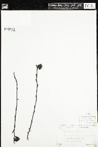 Monotropa uniflora image