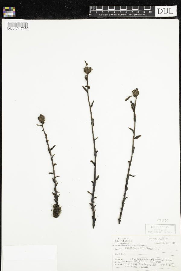 Monotropa uniflora image