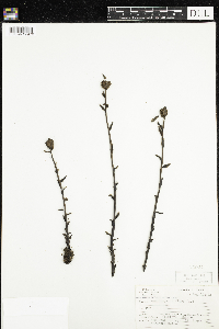 Monotropa uniflora image