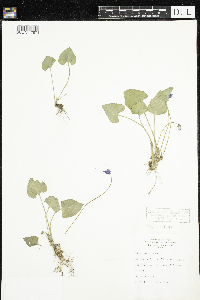 Viola sororia image