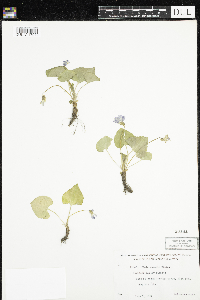 Viola sororia image