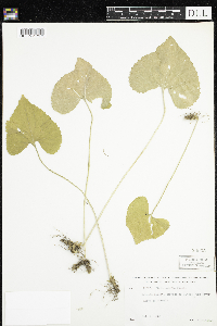 Viola sororia image