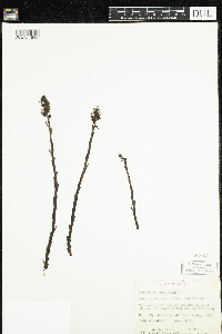 Monotropa hypopitys image