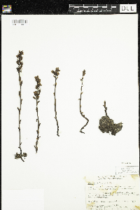 Monotropa hypopitys image