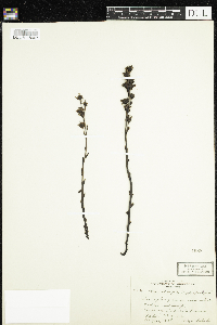 Monotropa hypopitys image