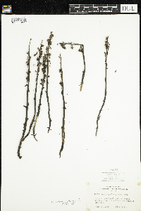 Monotropa hypopitys image