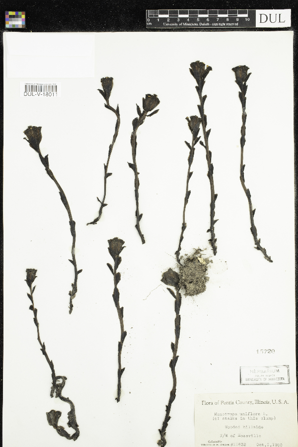 Monotropa uniflora image