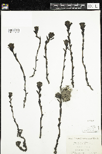 Monotropa uniflora image