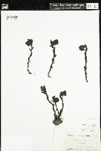 Monotropa uniflora image