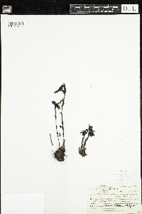 Monotropa uniflora image