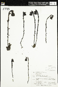 Monotropa uniflora image