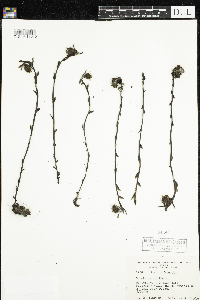 Monotropa uniflora image