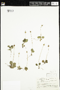 Moneses uniflora image