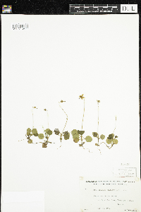 Moneses uniflora image