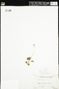 Moneses uniflora image