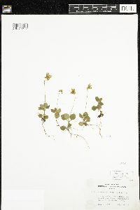 Moneses uniflora image