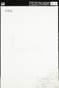 Moneses uniflora image