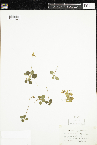 Moneses uniflora image